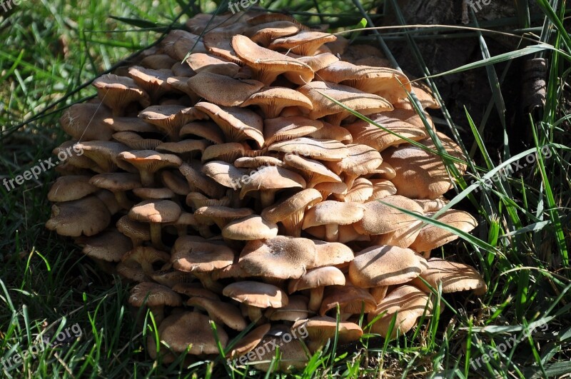 Mushroom Green Fungi Free Photos