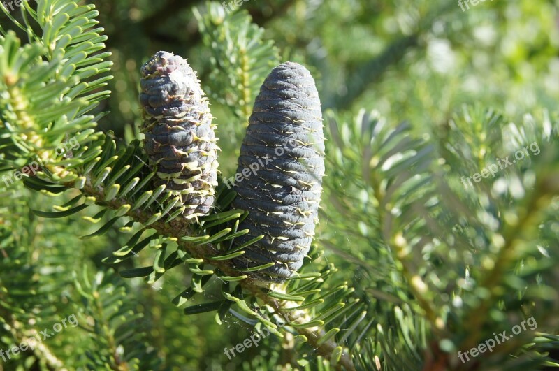 Pine Cone Pine Needles Nature Twigs