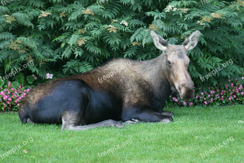 Moose Alaska Wildlife Fur Animal