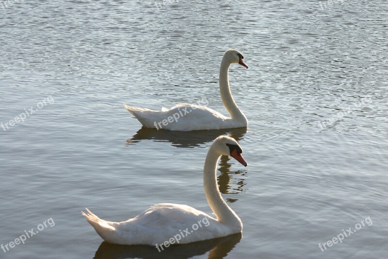 Swans Wildlife Nature Bird Lake