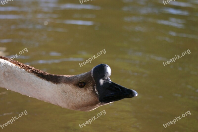 Goose Bird Nature Wildlife Waterfowl