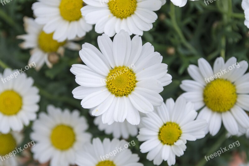 Daisy Flower Meadow Green Nature