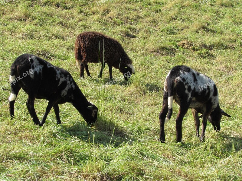 Sheep Graze Flock Animals Free Photos