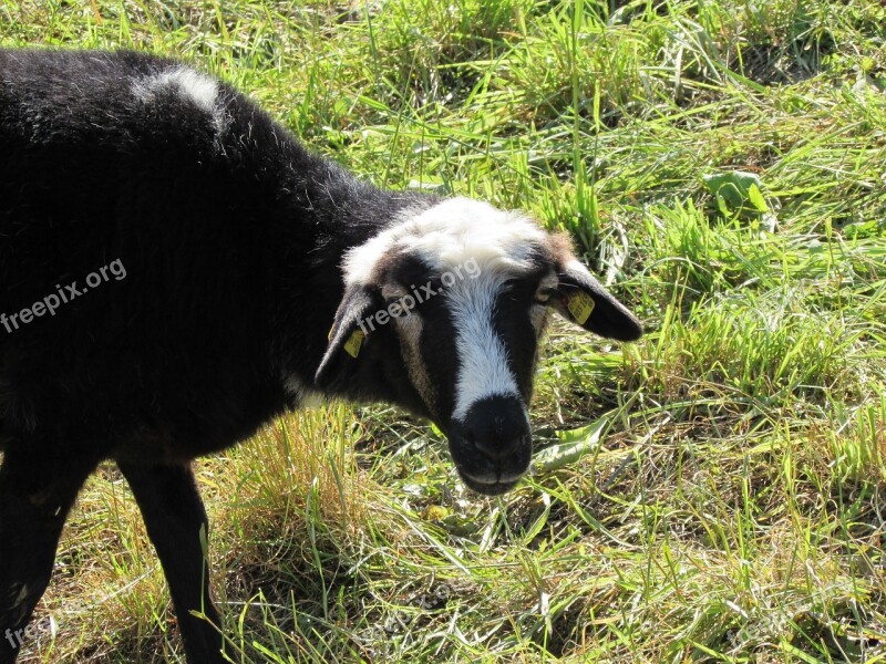 Sheep Grass Graze Animal Free Photos