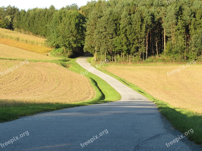 Forest Road Away Forest Path Road Forest