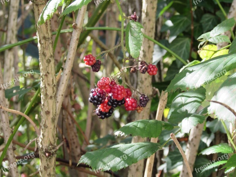 Wild Raspberry Raspberries Fruits Berries Red