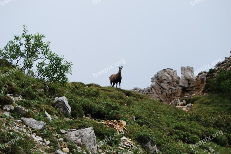 Chamois Mountain Animal Wild Free Photos