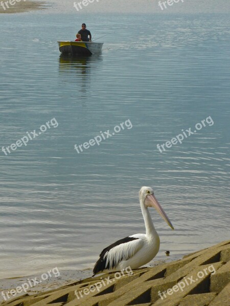 Pelican Fisherman Boat Angler Recreation