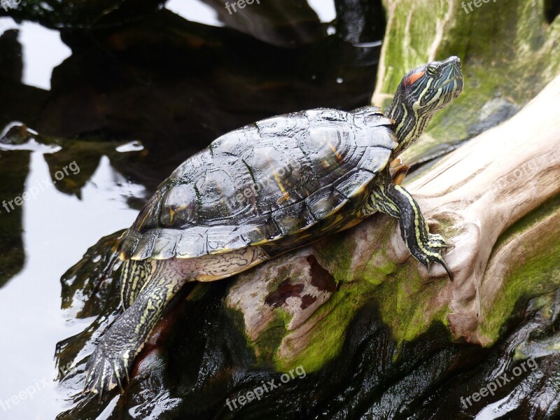 Turtle Water Nature Free Photos