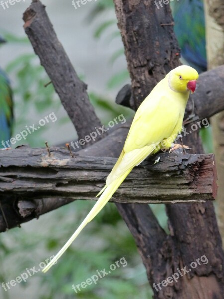 Parakeet Yellow Birds Free Photos