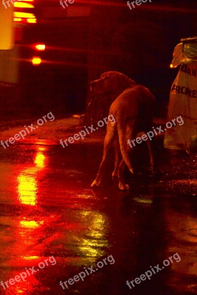 Dog Paris Night Light Free Photos