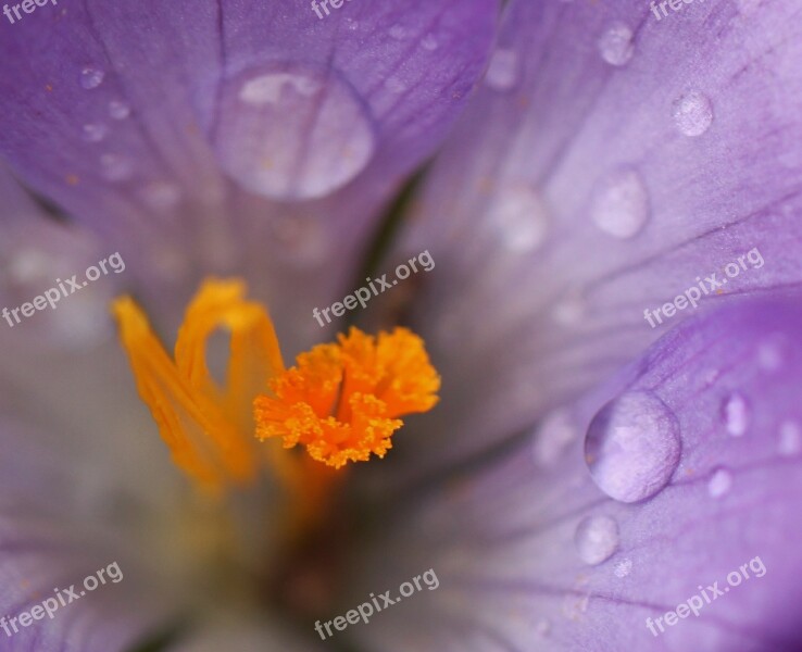 Crocus Blossom Bloom Flower Close Up