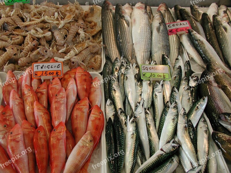 Fish Market Fishing Sea Water Colorful