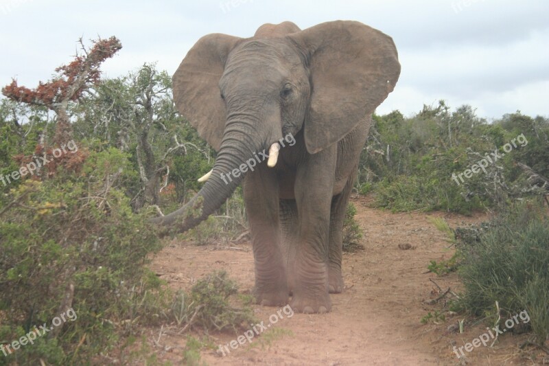 Elephant Wildlife African Safari Animals