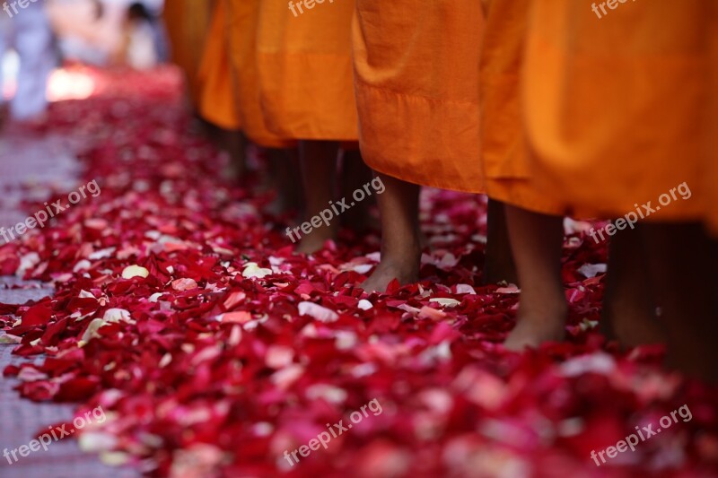 Monks Buddhists Walk Rose Petals Feet