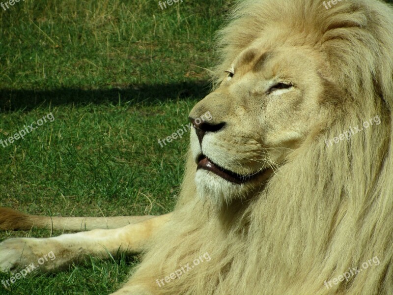 Lion Zoo Predator Big Cat Wildcat