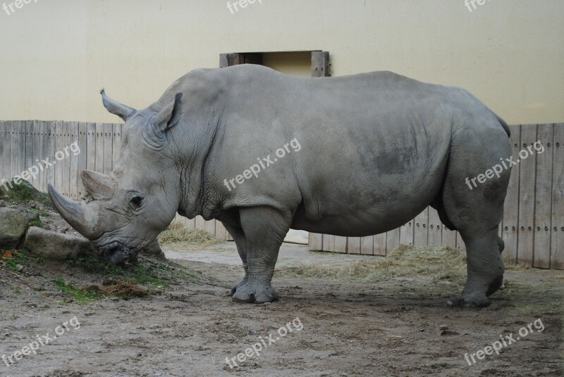 Rhino Wild Animal World Big Game Zoo