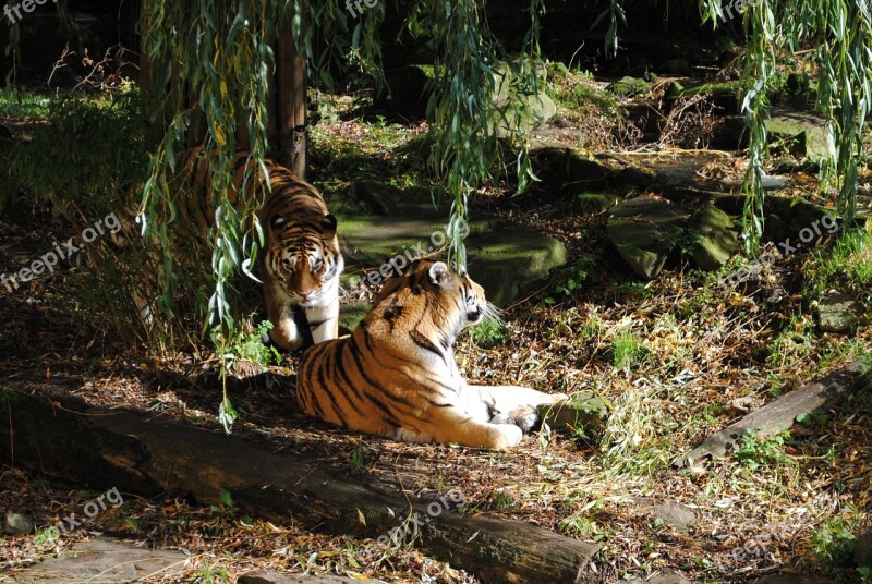 Tiger Pair Predator Big Cat Animals