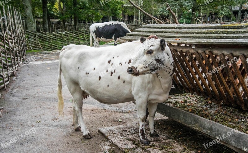 Livestock Cow Animal Agriculture Farming