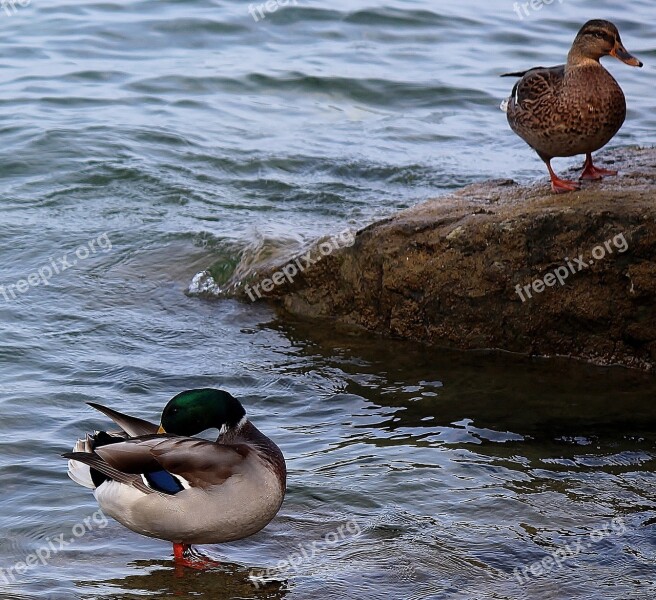 Ducks Pair Of Ducks Couple Stone Water