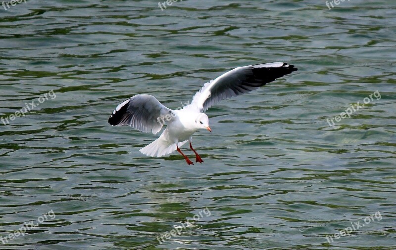 Gull Flight Flying Landing Lake