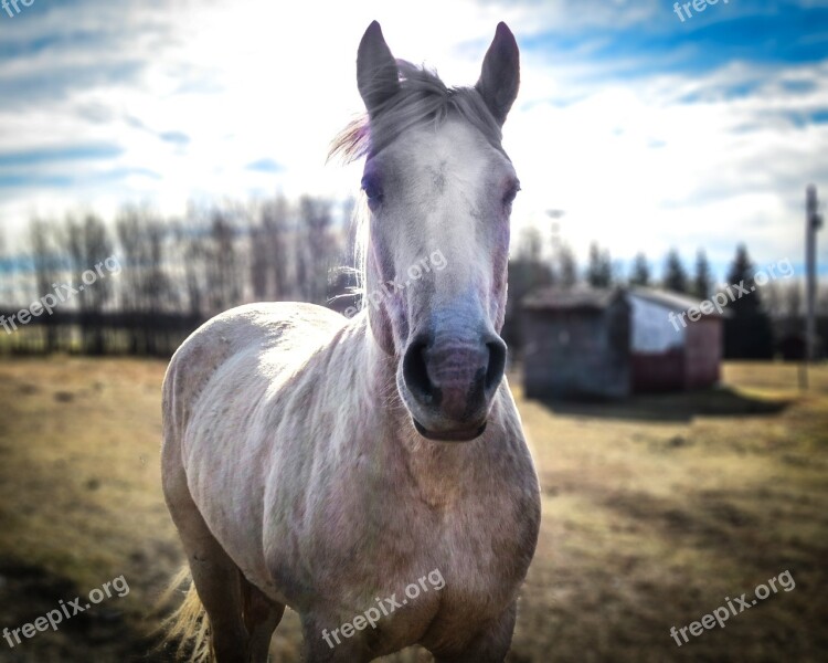 Horse Animal Horse Head Horse Portrait Farm Animals