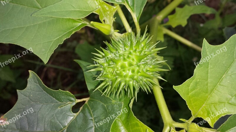 Thorn Apple Green Plant Nature Free Photos