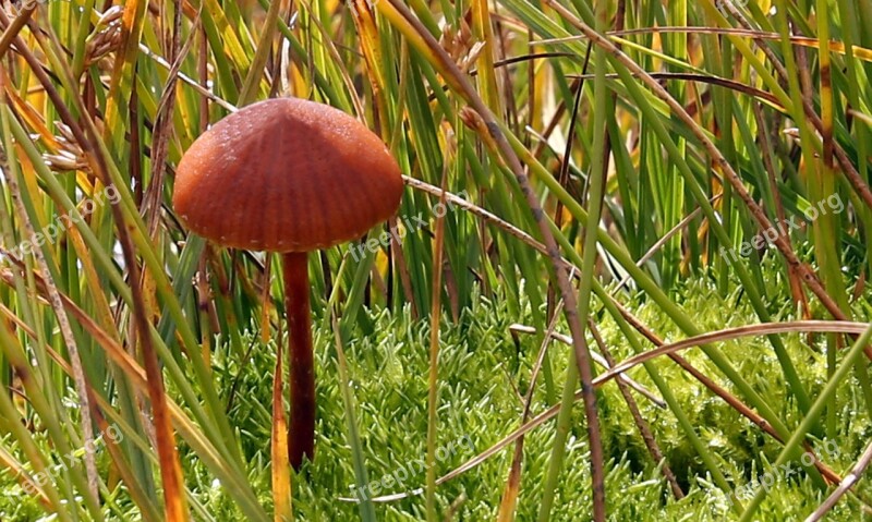 Mushroom Autumn Forest Collect Poisoning