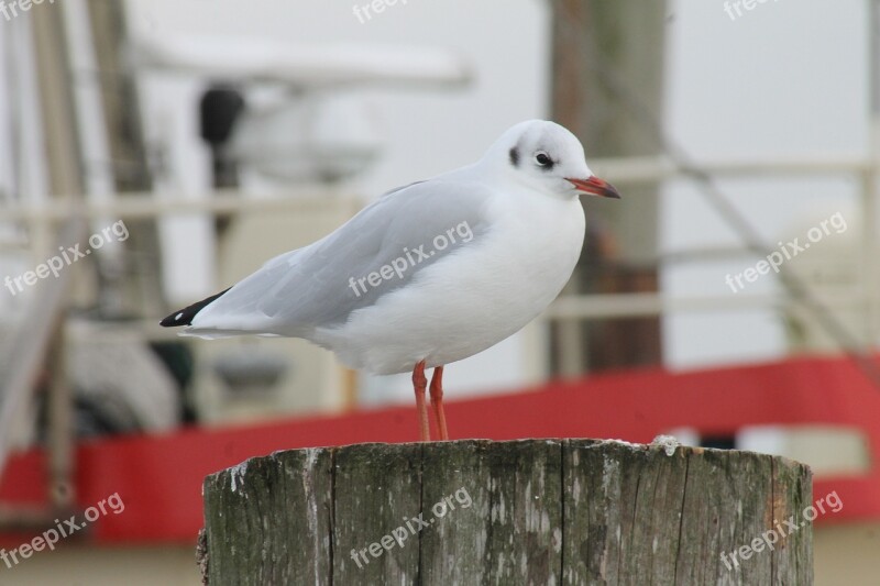 Seagull Port Coast North Sea Baltic Sea