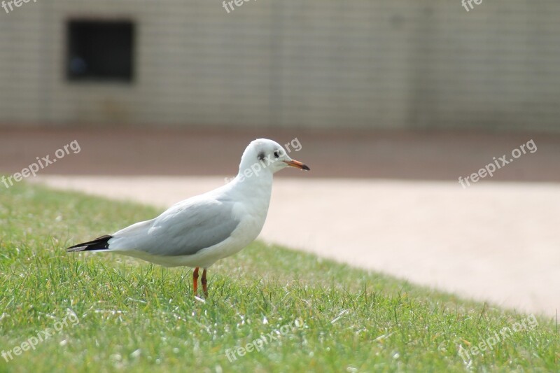 Seagull Bird Meadow Rush Free Photos