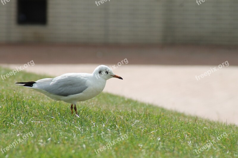 Seagull Bird Meadow Rush Free Photos