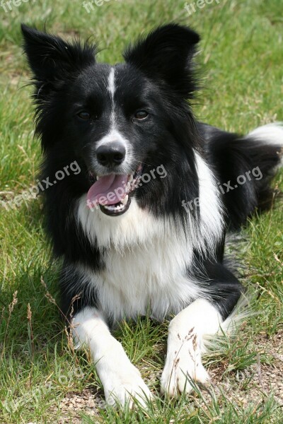 Dog Collie Border Collie Black And White Herding Dog