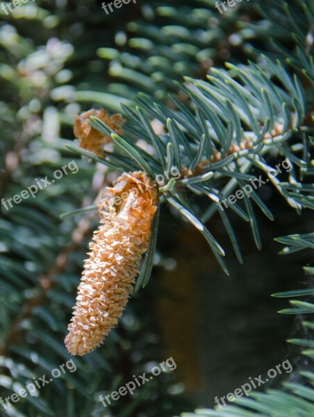 Spruce Tree Conifer Pine Cone Needles