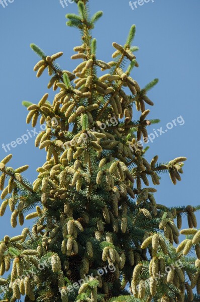 Spruce Tree Conifer Cones Needles