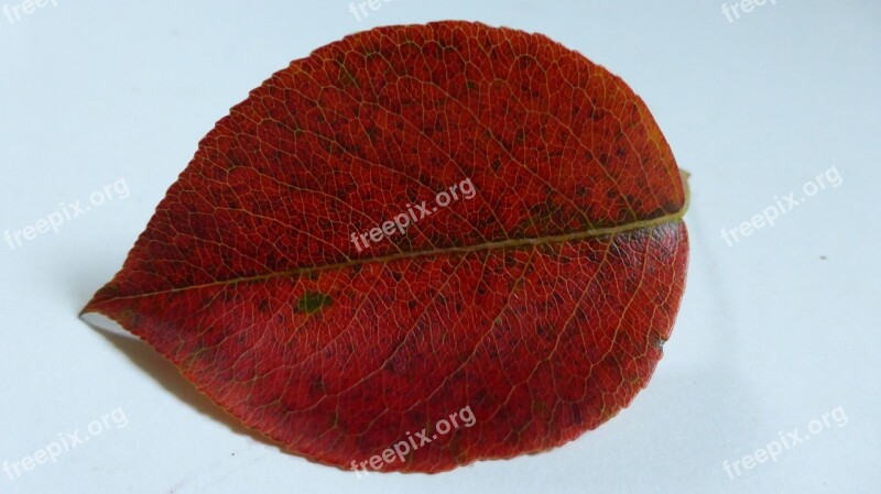 Leaf Pear Autumn Leaves Red