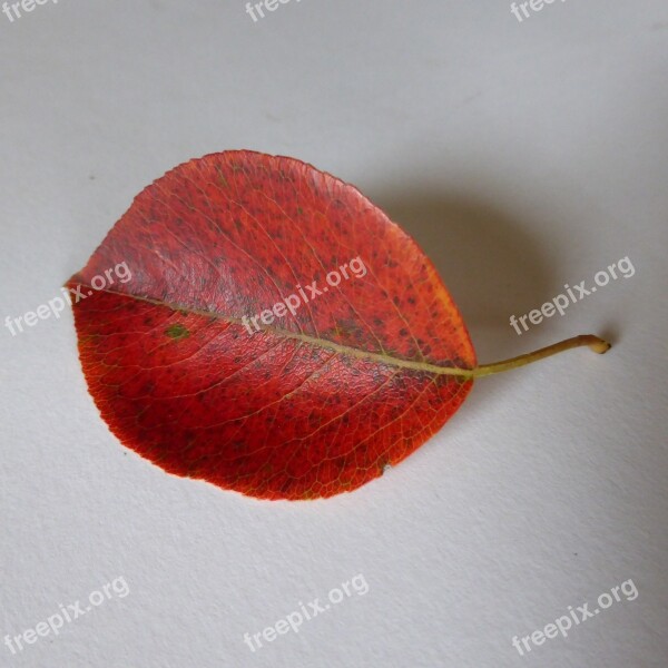 Leaf Pear Autumn Leaves Red