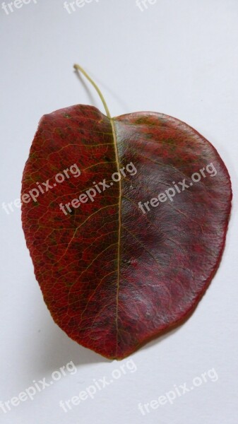 Leaf Pear Autumn Leaves Red