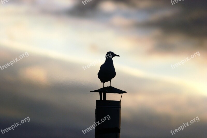 Seagull Animal Sunset Backlight Bird