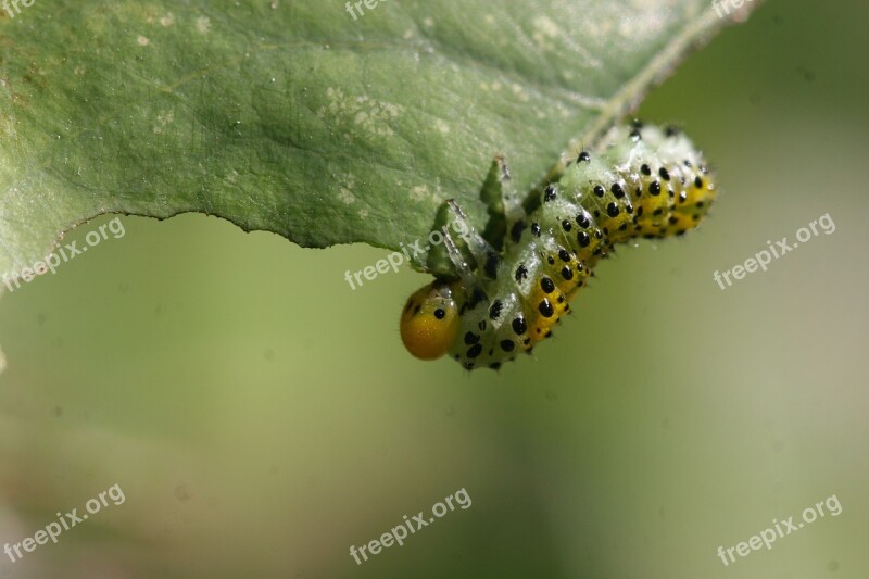 Caterpillar Insect Macro Leaf Nature