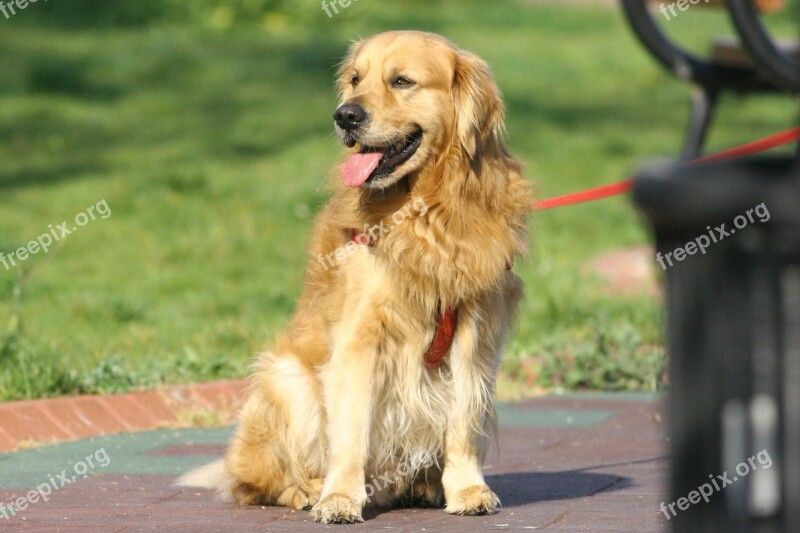 Golden Retriever Dog Animal Pet Sitting