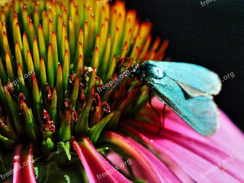 Insect Nature Color Blossom Bloom