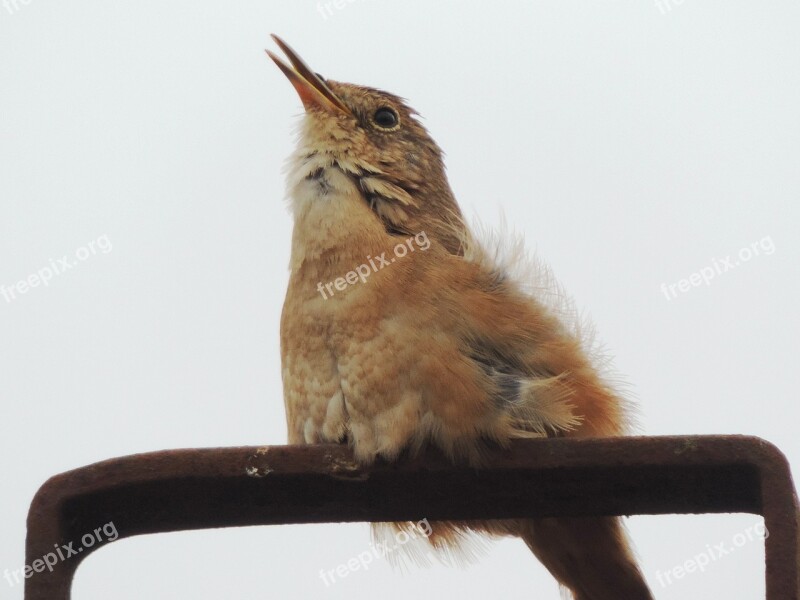 Sparrow Birdie Nature Bird Roof