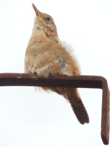 Sparrow Birdie Nature Bird Roof