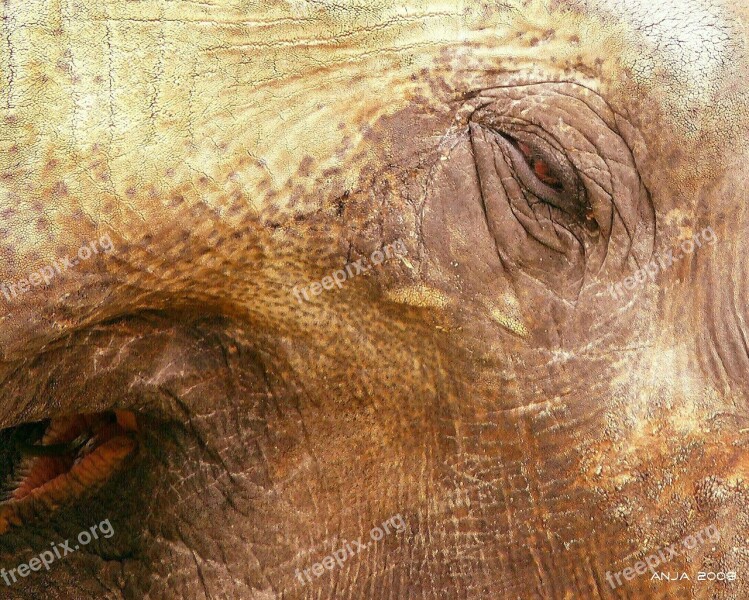 Elephant Elephant Skin Animal Africa Wrinkled