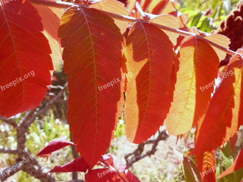 Nature Leaves Bright Colors Contrast Light And Shade