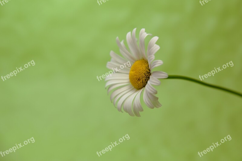 Marguerite Green Background Macro Close Up