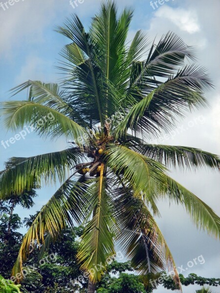 Coconut Palm Tree Tropical Summer