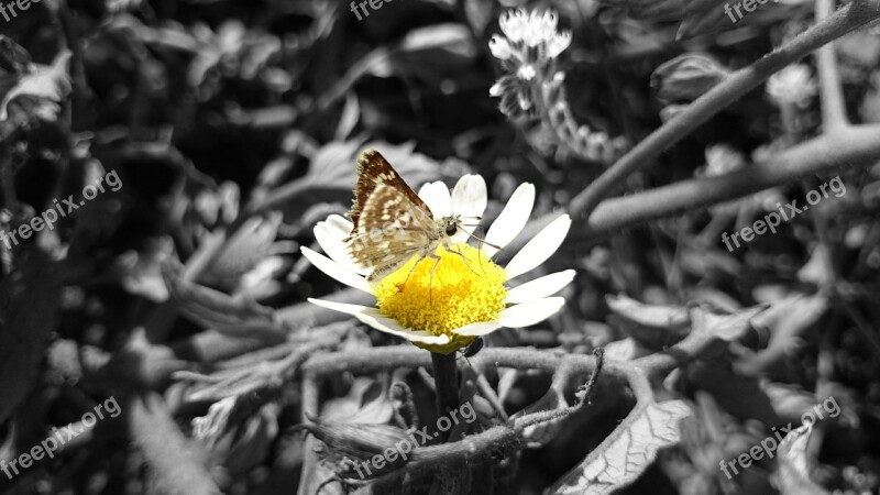 Butterfly Daisy Nature Free Photos