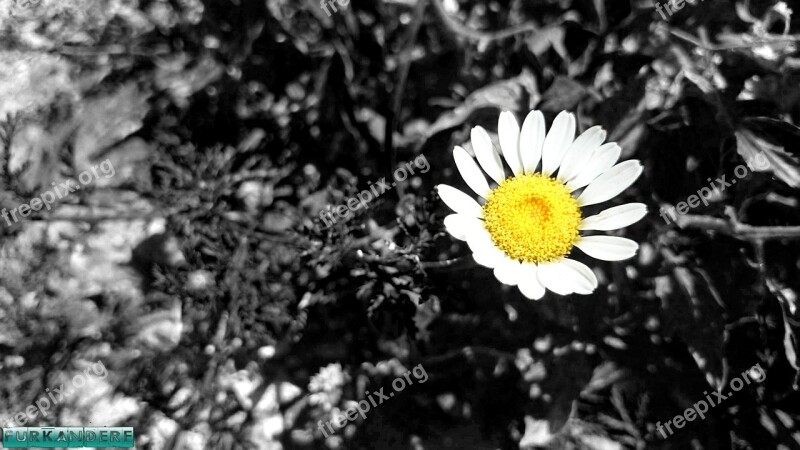 Daisy Flower Flowers Free Photos