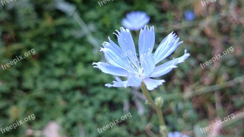 Flower Macro Purple Flowers Free Photos